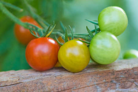 Bush of tasty colorful summer bio tomatoes at garden greenhouse. Delicious fresh and juicy vegetables from farming agriculture. Organic nature solanum food with summer plant growth to autumn harvest.の写真素材