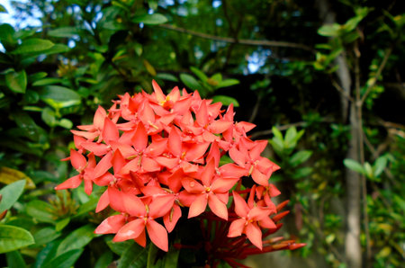 Tiny red vivid Ixora flowers