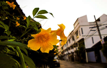 Yellow flowerの写真素材