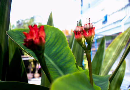 twin uphorbia miliiの写真素材