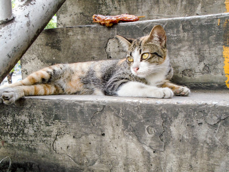 cat with grilled chicken meatの写真素材