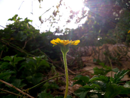 yellow flower in the middle of morning lightの写真素材