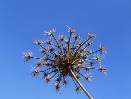 dry beauty