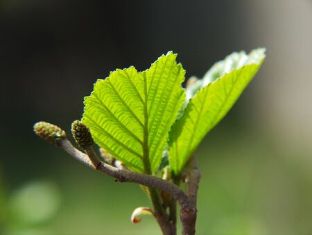 young alder leavesの写真素材