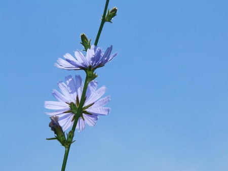 chicory blue in backlightの写真素材
