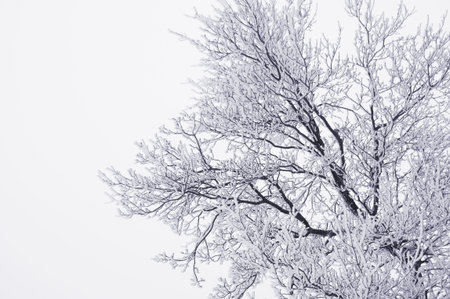 snow-covered branches and twigs