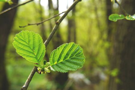 young alder leaves in springtimeの写真素材