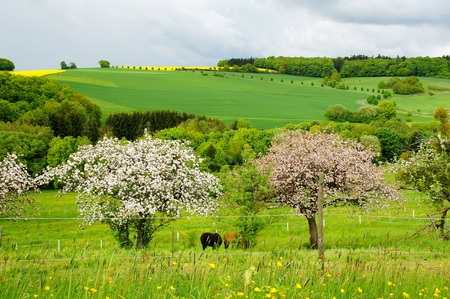2 blooming apple trees in the meadowの写真素材