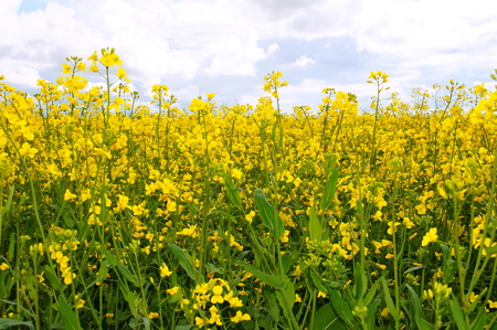 flowering rapeseed under cloudy skyの写真素材