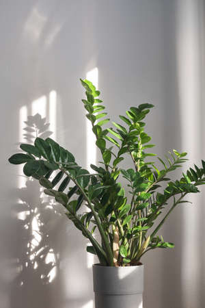 Home plant Zamioculcas, also known as Zanzibar gemの写真素材