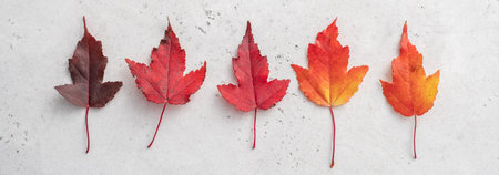 Autumn composition with fall leaves