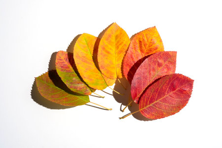 Autumn composition with fall leaves