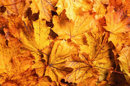 Background of colored wet autumnal maple leaves
