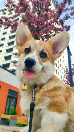 welsh corgi pembrok puppyの写真素材