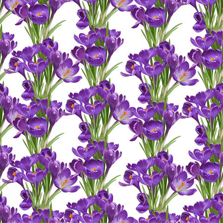 Seamless pattern from spring purple crocuses on whiteのイラスト素材