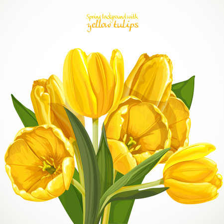 Spring background with yellow tulips on white backgroundのイラスト素材