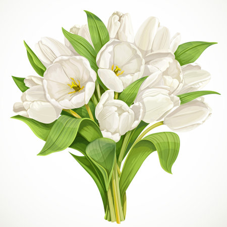 Bouquet of white tulips isolated on a white backgroundのイラスト素材