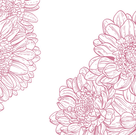 Line drawings pink chrysanthemum on white backgroundのイラスト素材