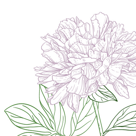 Peonies pink and green line artのイラスト素材