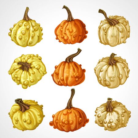 Big set of pumpkins different colors isolated on white backgroundのイラスト素材