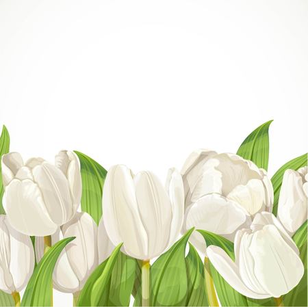 White tulips on white backgroundのイラスト素材