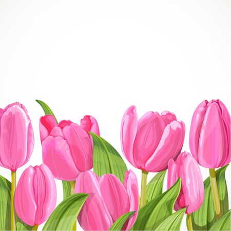 Pink tulip on white backgroundのイラスト素材