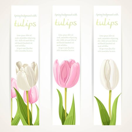 Pink and white tulips on vertical banner set on a white backgroundのイラスト素材