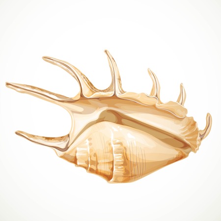 Realistic vector  seashell isolated on white backgroundのイラスト素材