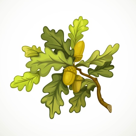 Oak tree branch with green leaves and acorns object isolated on white backgroundのイラスト素材