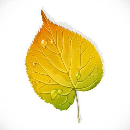 Autumn yellow and green leaf of a birch isolated on a white backgroundのイラスト素材