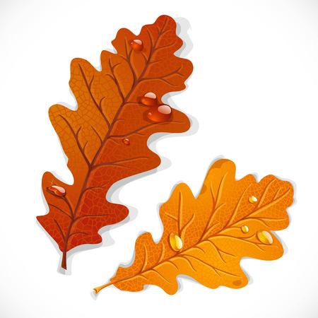 Red and yellow oak autumn leaves isolated on a white backgroundのイラスト素材