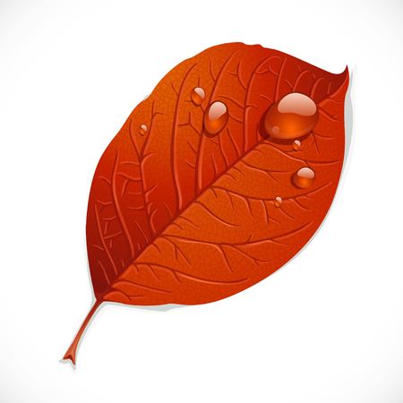Red autumn leaf with drops of rubble isolated on a white backgroundのイラスト素材