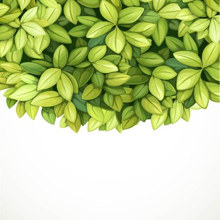 Crown tree from green oblong leaves isolated on white background place for textのイラスト素材