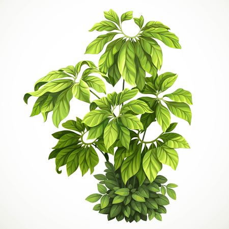 Tropical plant with large leaves braided with green foliage in undergrowth object isolated on white backgroundの素材 [FY310111789997]