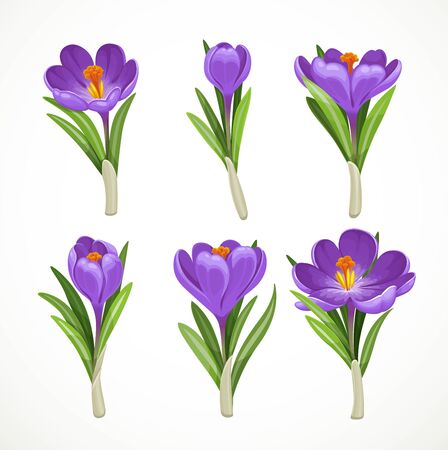 Beautiful purple vector crocuses separately one by one isolated on a white backgroundのイラスト素材