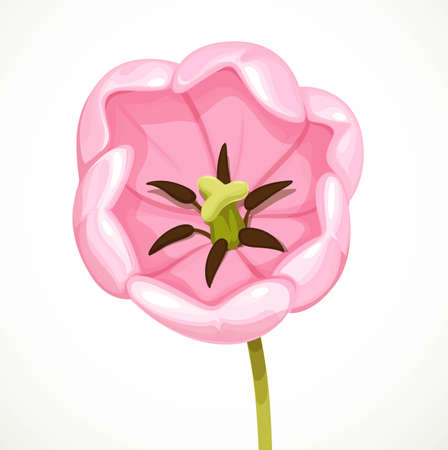 Magnificent blossoms top view pink tulip flower isolated on white backgroundのイラスト素材