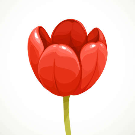 Red tulip blooming isolated on white backgroundのイラスト素材
