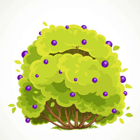 Lush summer bush with green leaves and purple berries vector drawing isolated on white backgroundのイラスト素材