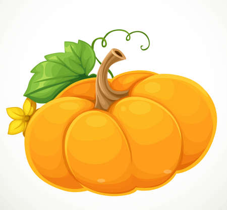 Orange pumpkin isolated on white backgroundのイラスト素材