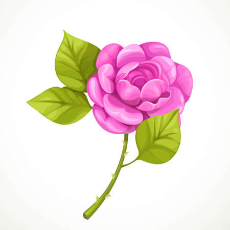 Pink rose isolated on a white backgroundのイラスト素材