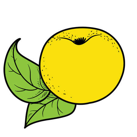 Big apple with leaf color variation for coloring page isolated on white backgroundのイラスト素材