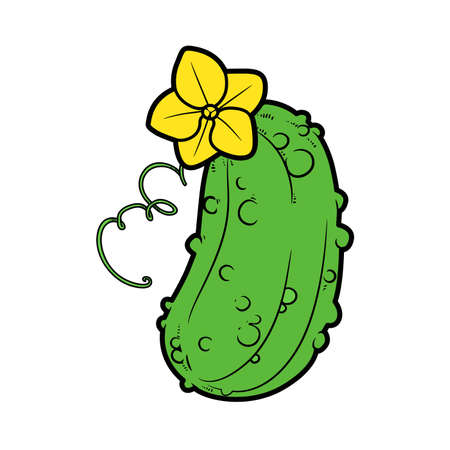 Cucumber with flower color variation for coloring page isolated on white backgroundのイラスト素材