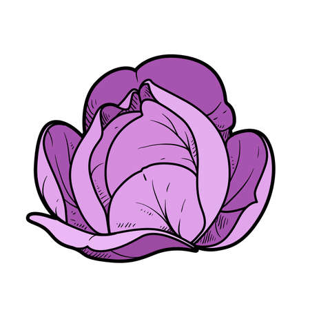 White cabbage color variation for coloring page isolated on white backgroundのイラスト素材