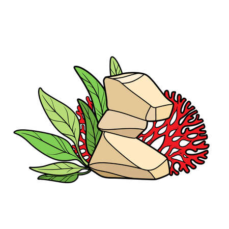 Corals and grow on rocks  color variation for coloring page isolated on white backgroundのイラスト素材