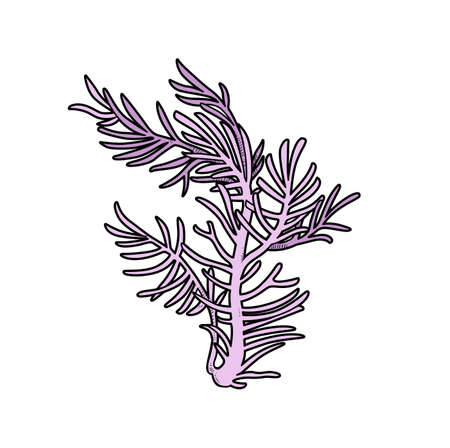 Thin branchy big coral  color variation for coloring page isolated on white backgroundのイラスト素材