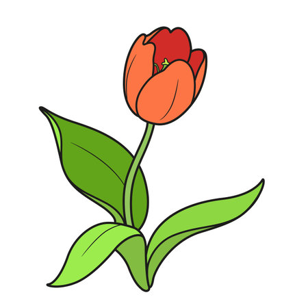 Blossoming tulip flower color variation isolated on white backgroundのイラスト素材