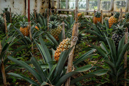 One ripening Pineapple fruit in focus on a Traditional Azorean greenhouse Pineapple Plantation. Sao Miguel Island in the archipelago of Azores.の写真素材