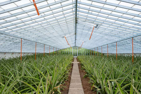 The Azorean Pineapple is produced in whitewashed glass greenhouses. Ponta Delgada, Sao Miguel Island, Azores, Portugal, Europeの写真素材