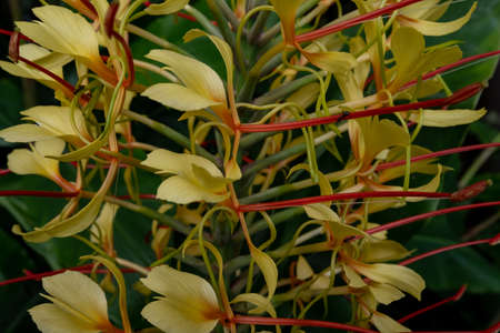 Close up Yellow Flower "Flor de Conteira" with ants. Hedychium Gardnerianum Flower. Invasive species flower from the Azores Islandsの写真素材