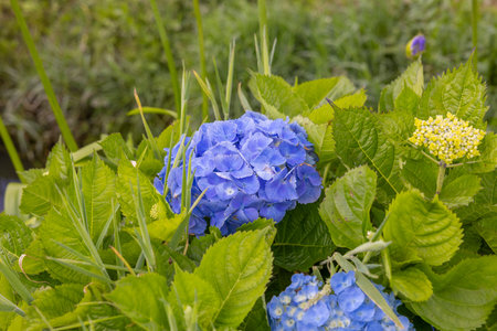 Blue hydrangea flowers in the garden on a sunny day